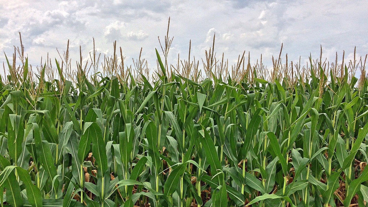 La superficie de maíz transgénico disminuye en España
