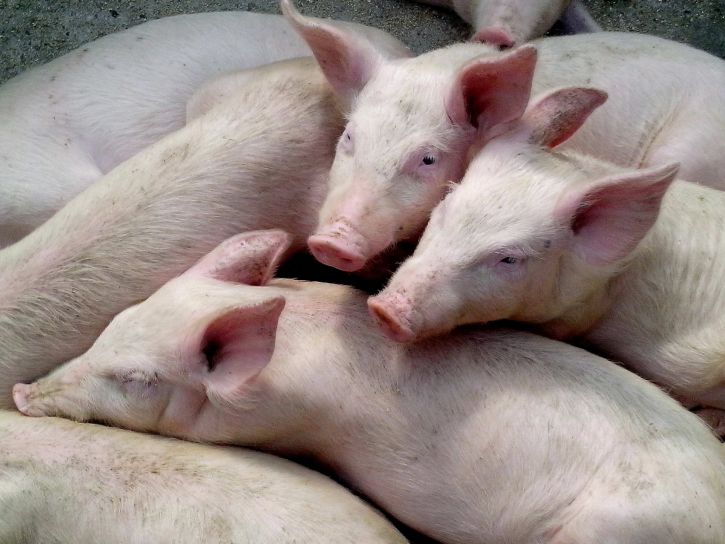 Aumentan las exportaciones de cerdo de la UE 