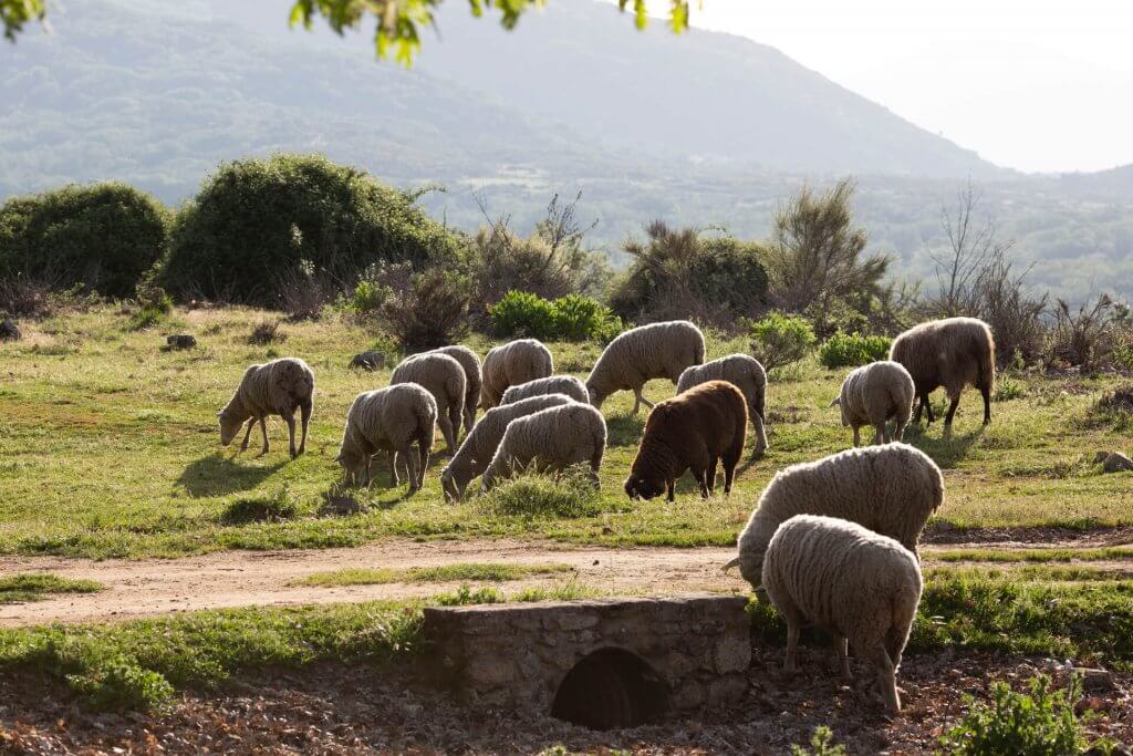 Anafric aposta per un ús prudent d'antibiòtics en l'oví i cabrum