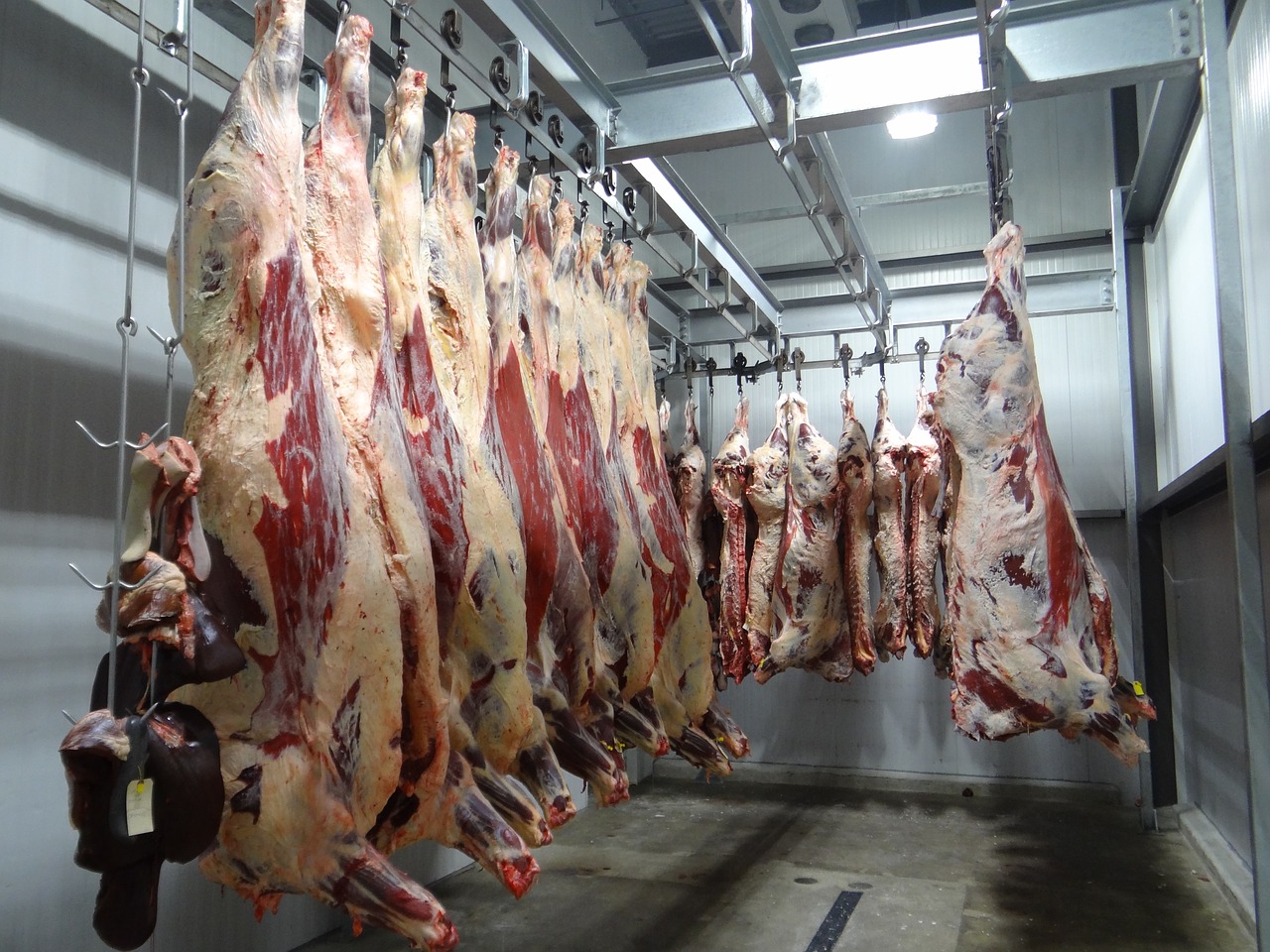 La industria cárnica muestra su rechazo ante el maltrato de animales en un matadero de Ávila