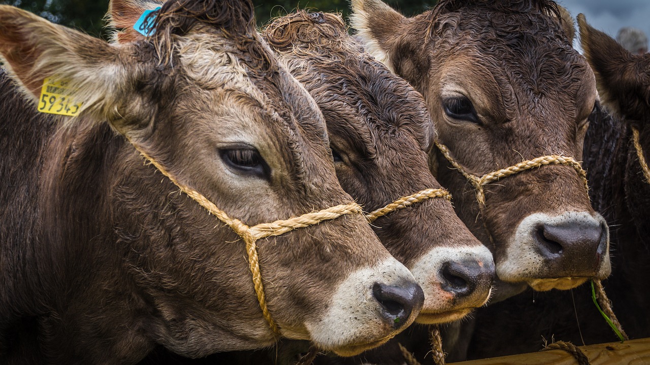 Rusia levanta las restricciones al ganado vacuno de la UE
