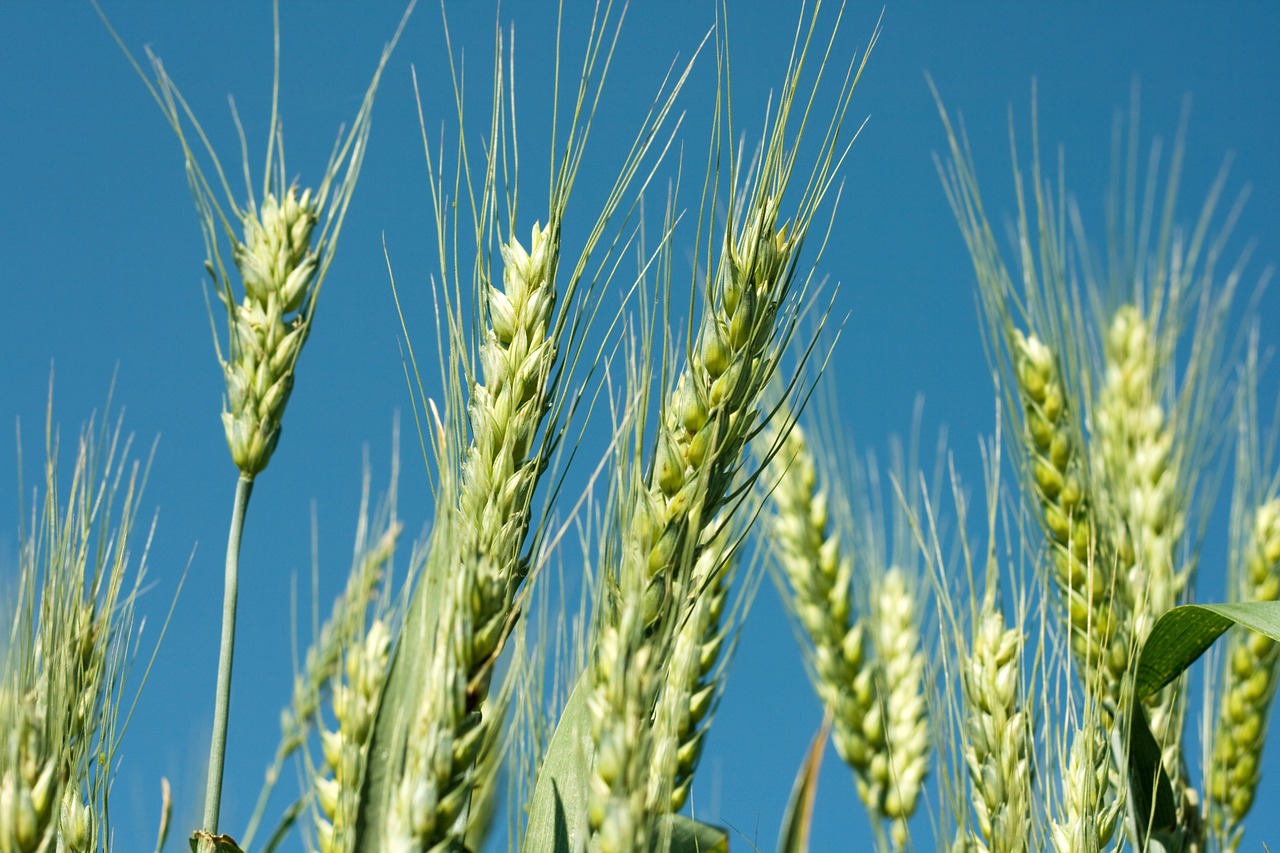 Preocupación en el sector del cereal ante la previsión de una primavera seca