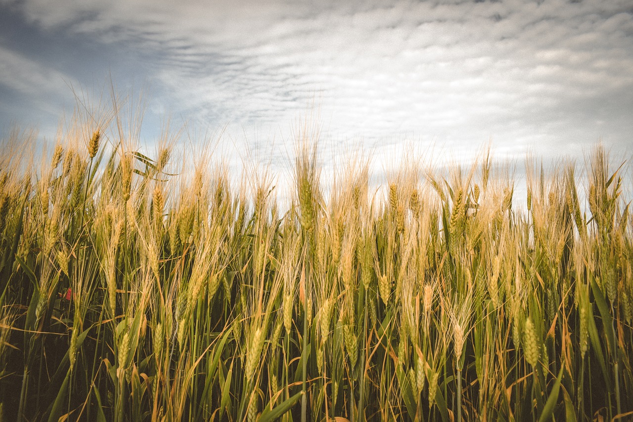 La campanya de cereals serà inferior a la dels últims anys