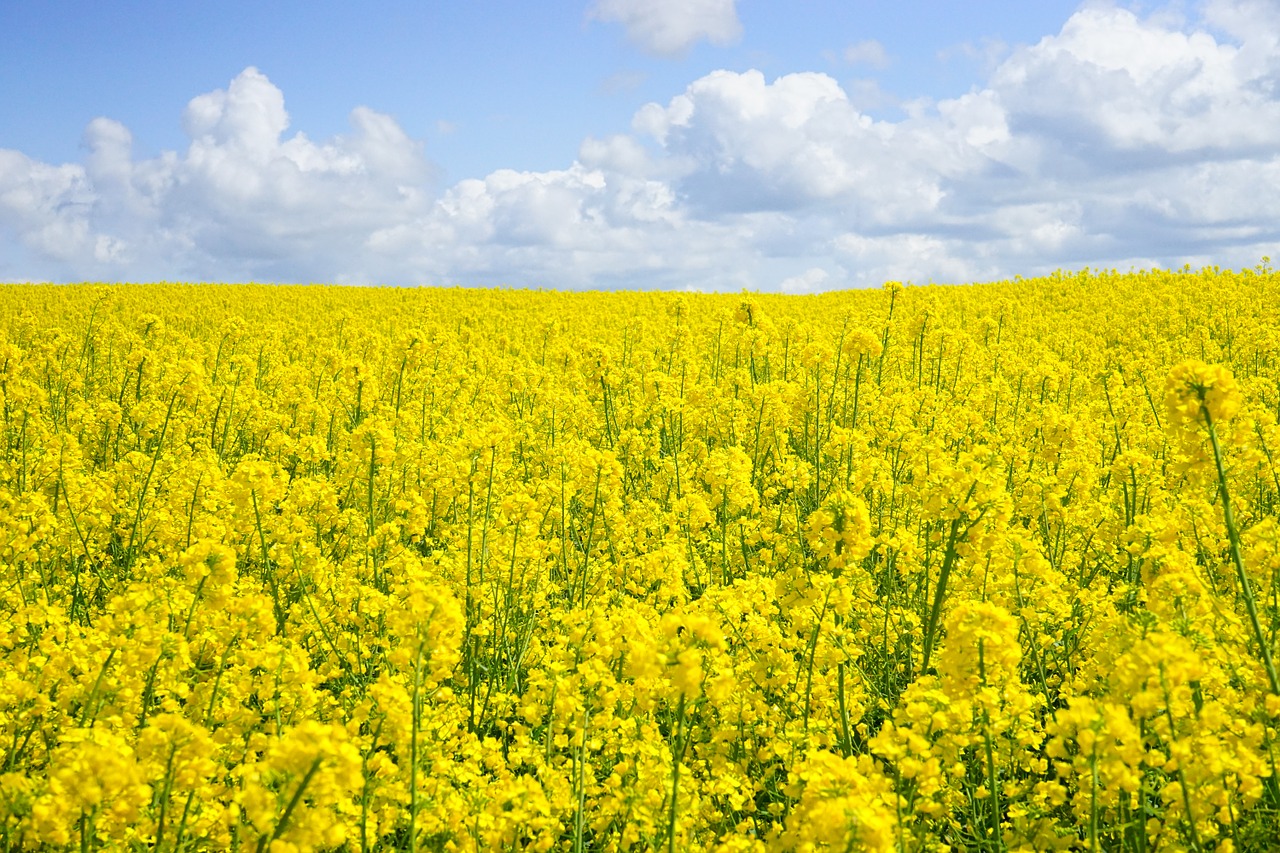 La collita mundial d'oleaginoses creixerà un 3% aquesta campanya