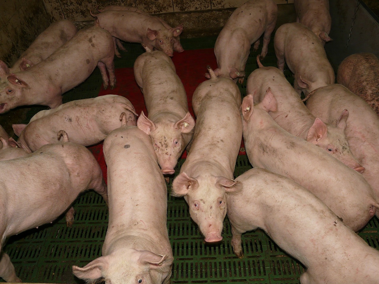 Aragón registra un récord histórico en exportaciones de porcino