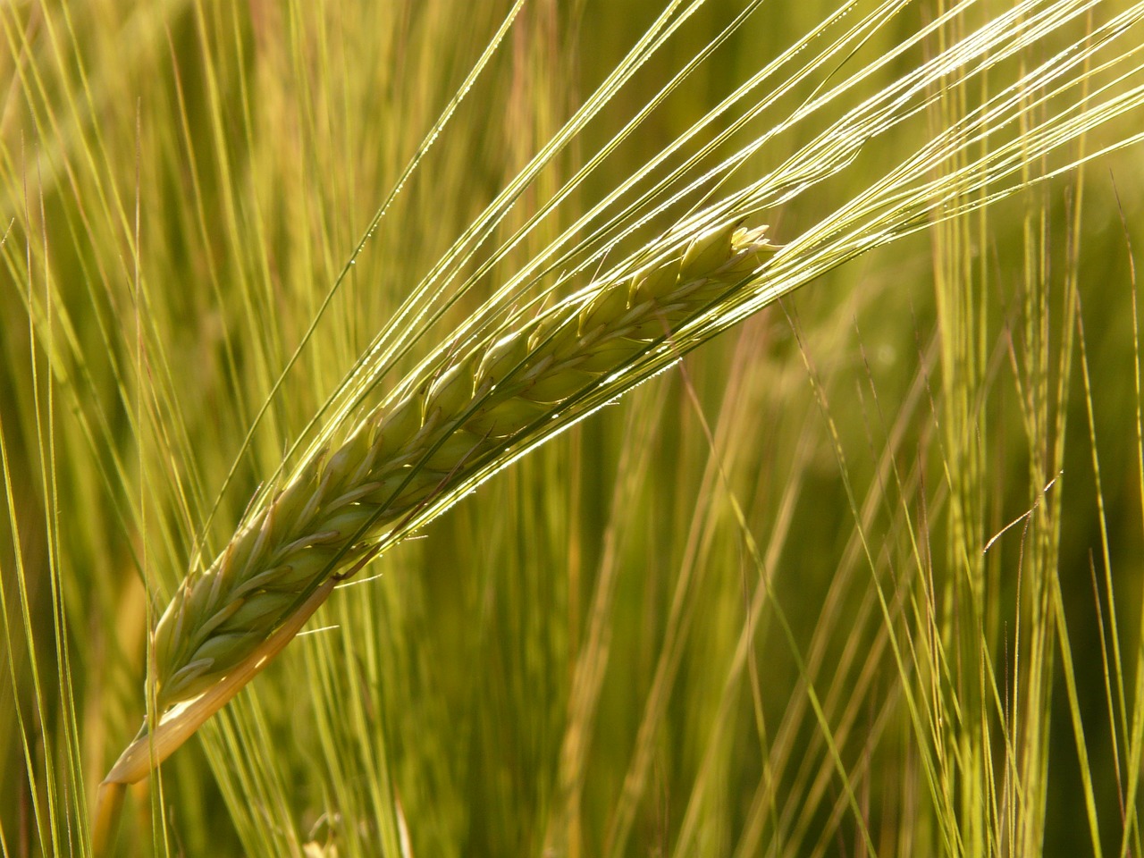 La collita mundial de cereals pujarà un 2,96% en la pròxima campanya