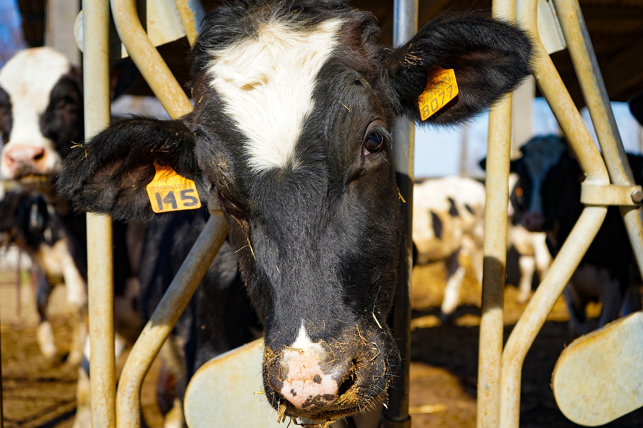Les exportacions de boví des de la UE pugen 3,48%