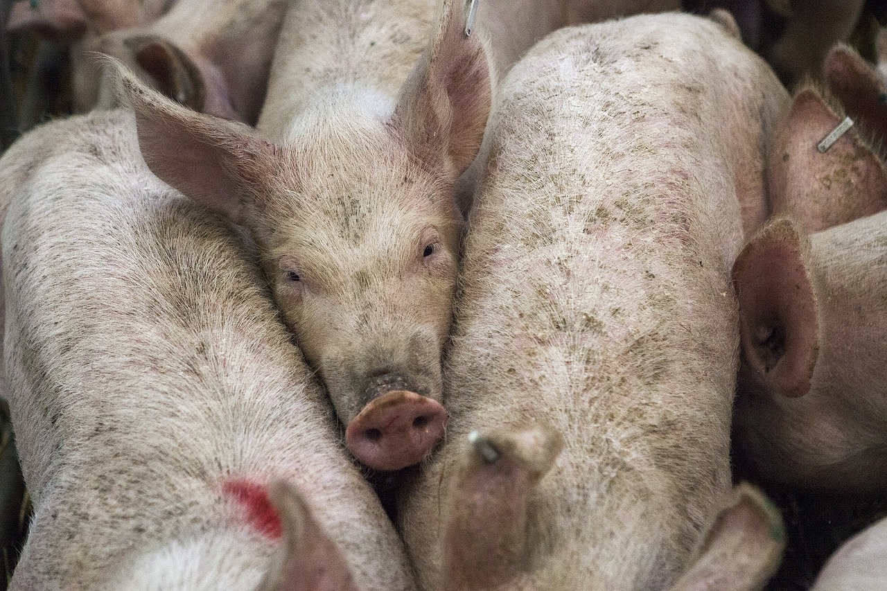 Vietnam sacrifica 1,2 milions de porcs per la PPA