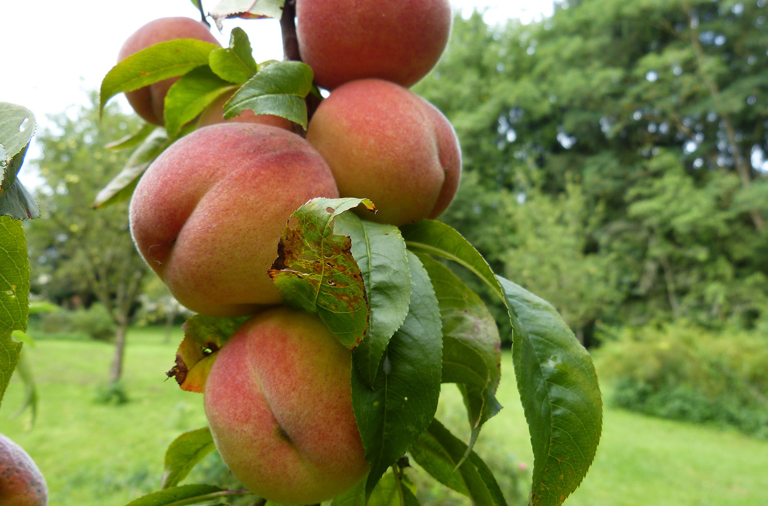 Arranca la campaña de fruta de hueso con previsiones de más volumen y calidad