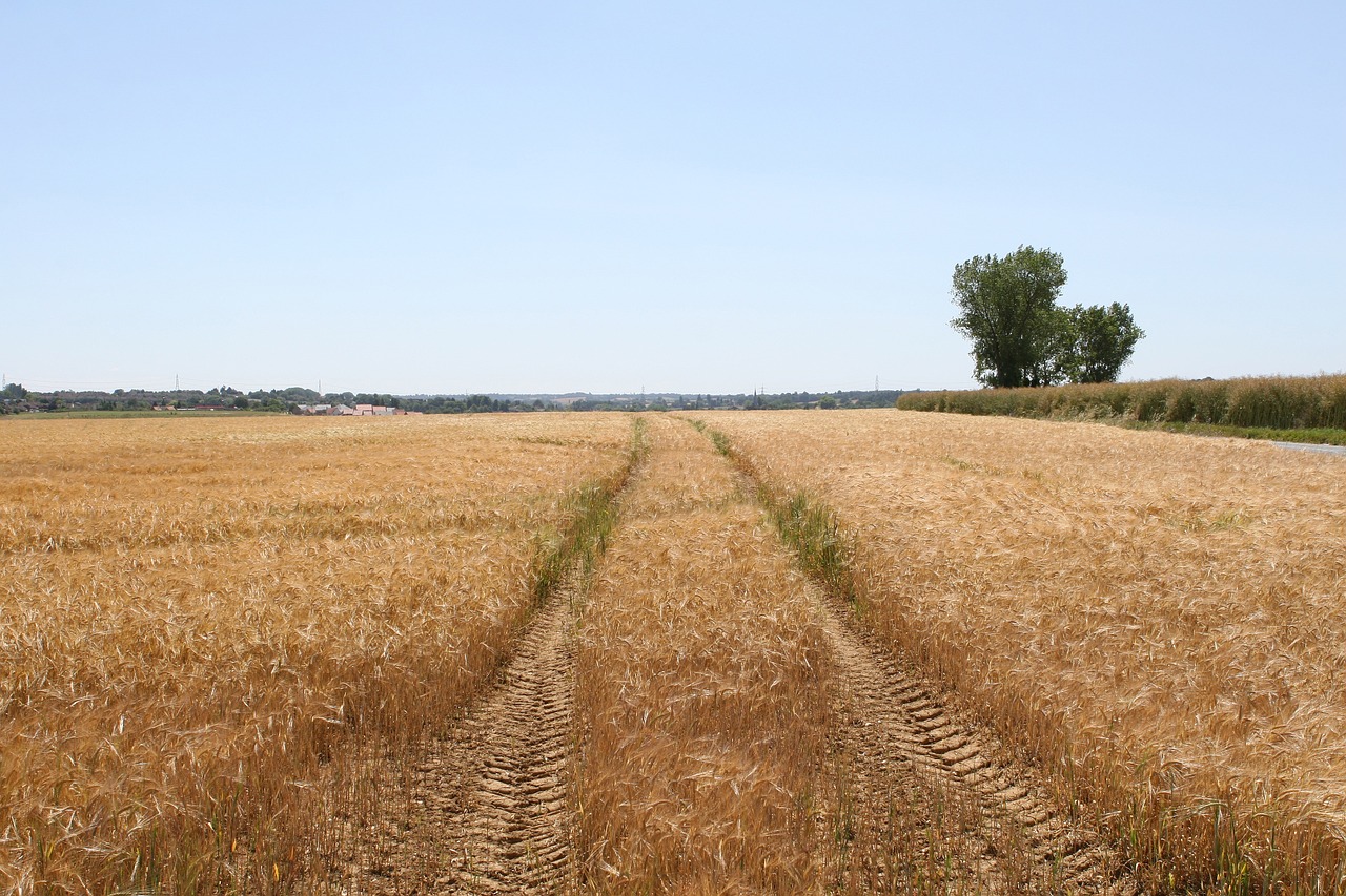La cosecha española de cereal otoño-inverno caerá un 30%, según Accoe