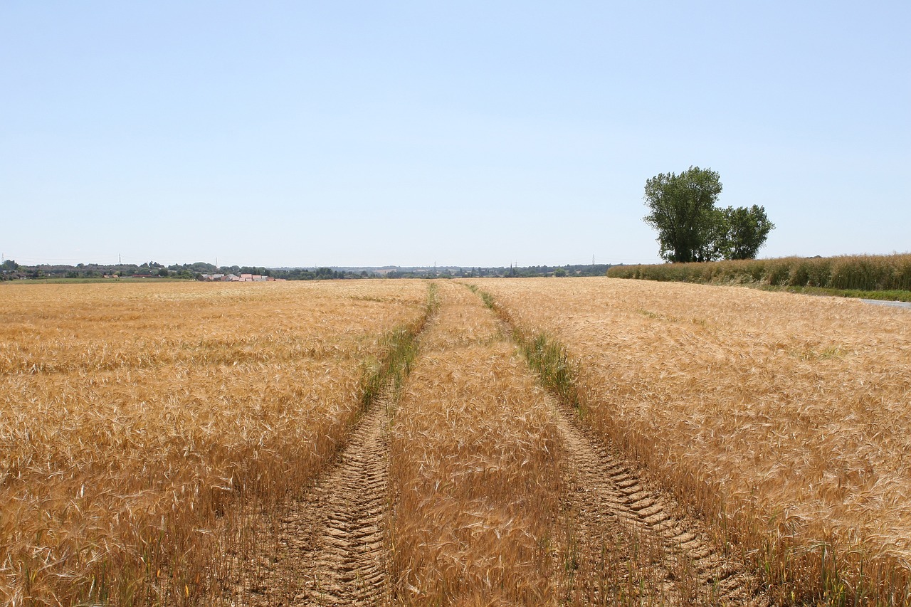 La collita espanyola de cereal tardor-hivern caurà un 30%, segons Accoe