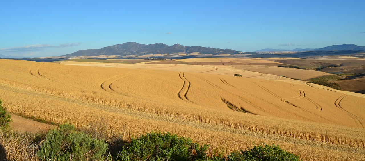 Agricultura prevé un descenso del 19,5% para la cosecha de cereal otoño-invierno 2019