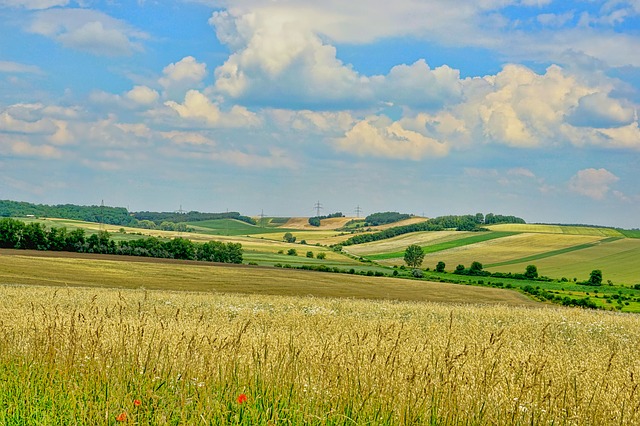 L'oferta mundial de cereals creixerà un 0,8% el 2019/2020, segons l'USDA