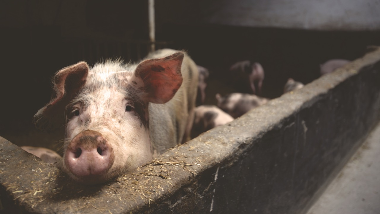 La FAO advierte sobre la amenaza de propagación de la peste porcina en Asia
