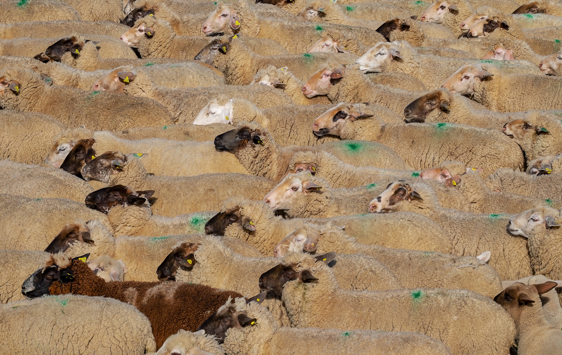 Extremadura podría ser la región con más producción de ovino de Europa