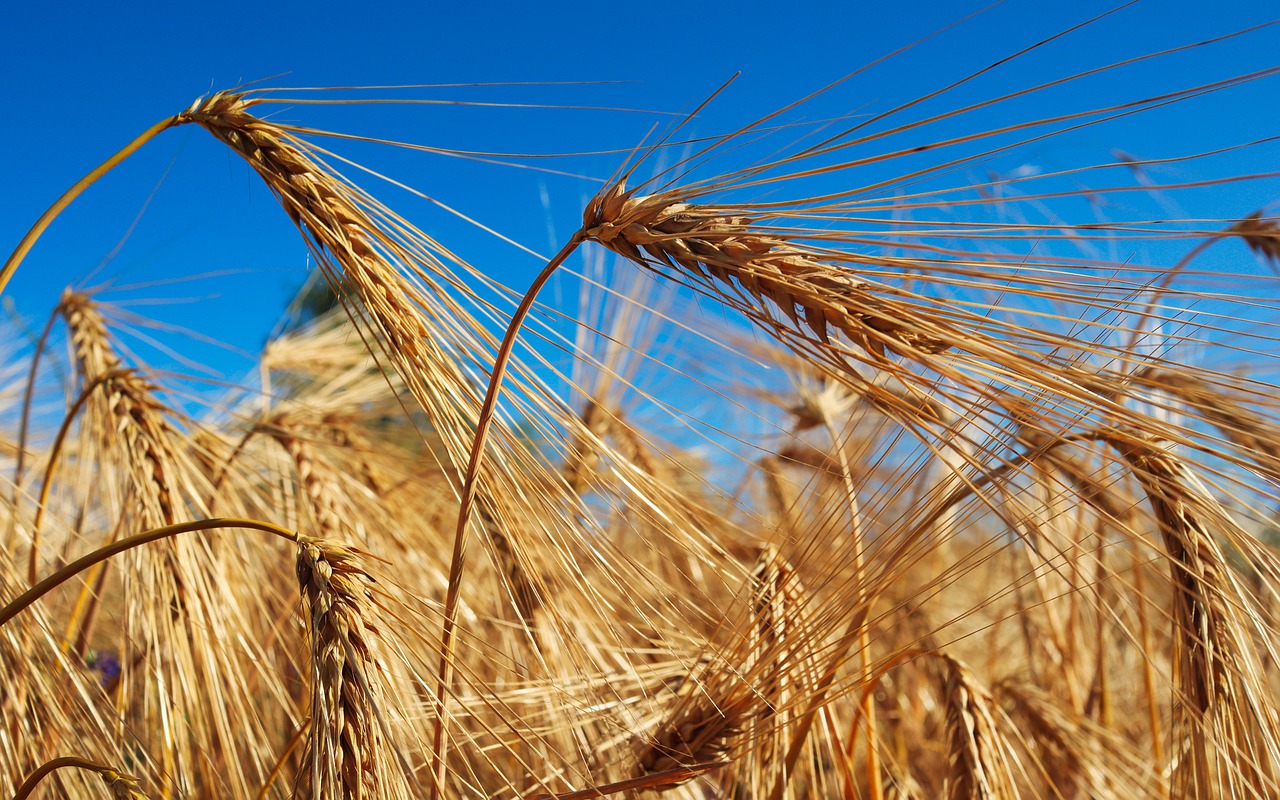 Agricultores madrileños podrían perder 56 millones de euros por la sequía