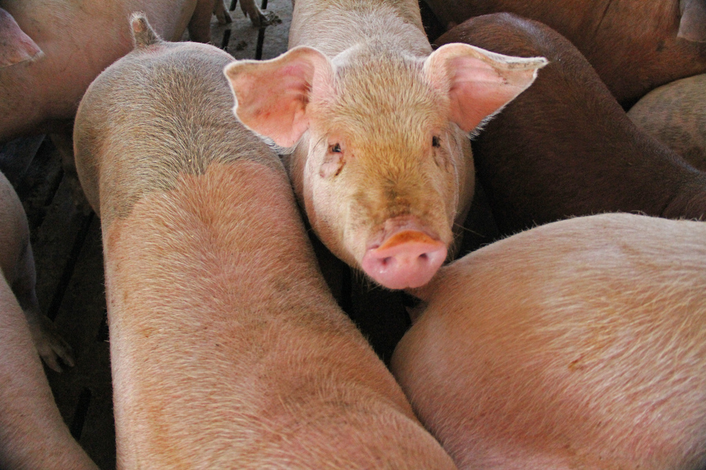 Sube un 2% la producción de carne de cerdo en España