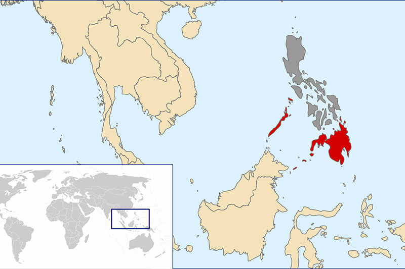 Filipines confirma els primers casos de pesta porcina