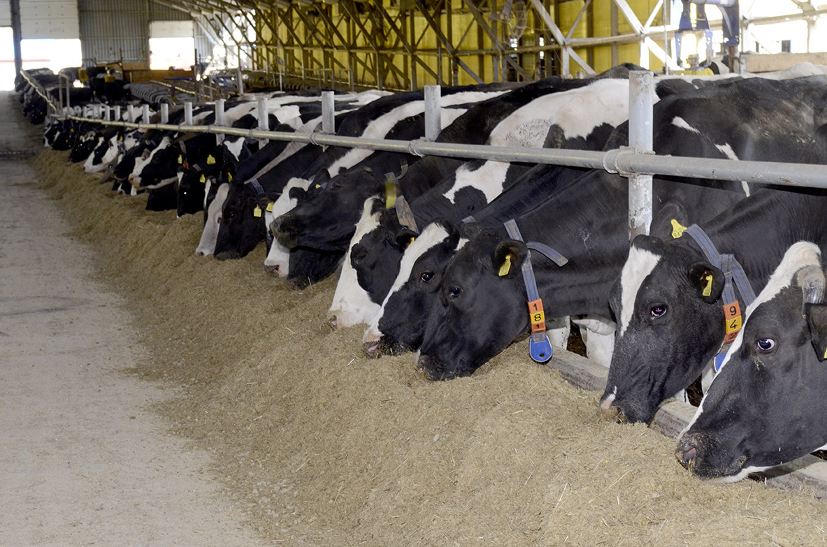 La producción española de carne de vacuno sube un 4% 