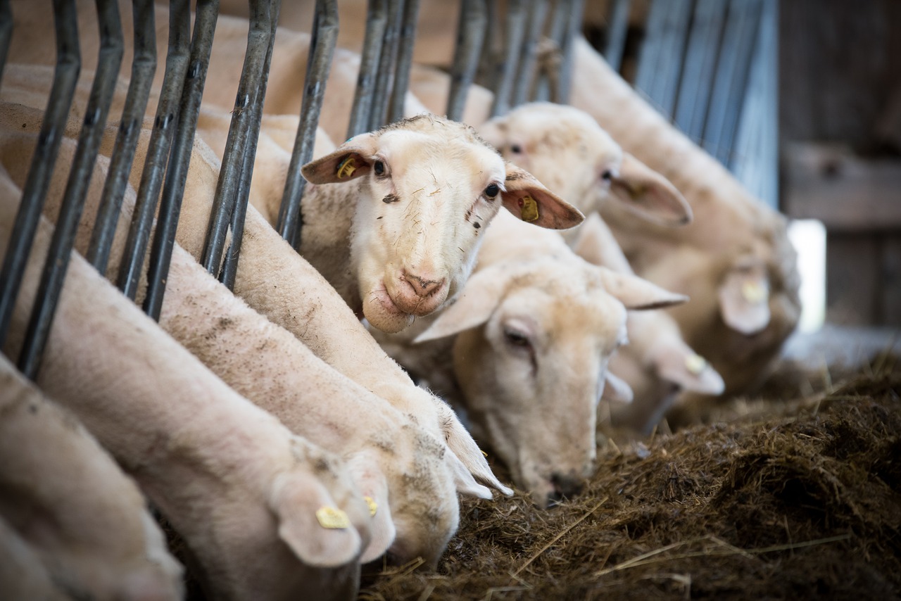 Baja un 7% la producción de ovino en España 