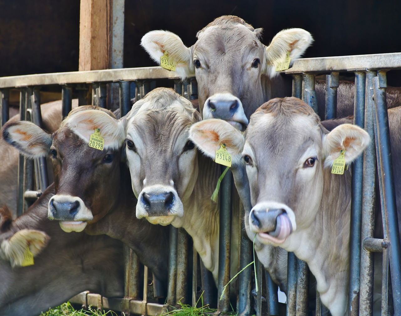 España reduce su cabaña de vacuno de cebo, pero crecen los animales de más de dos años