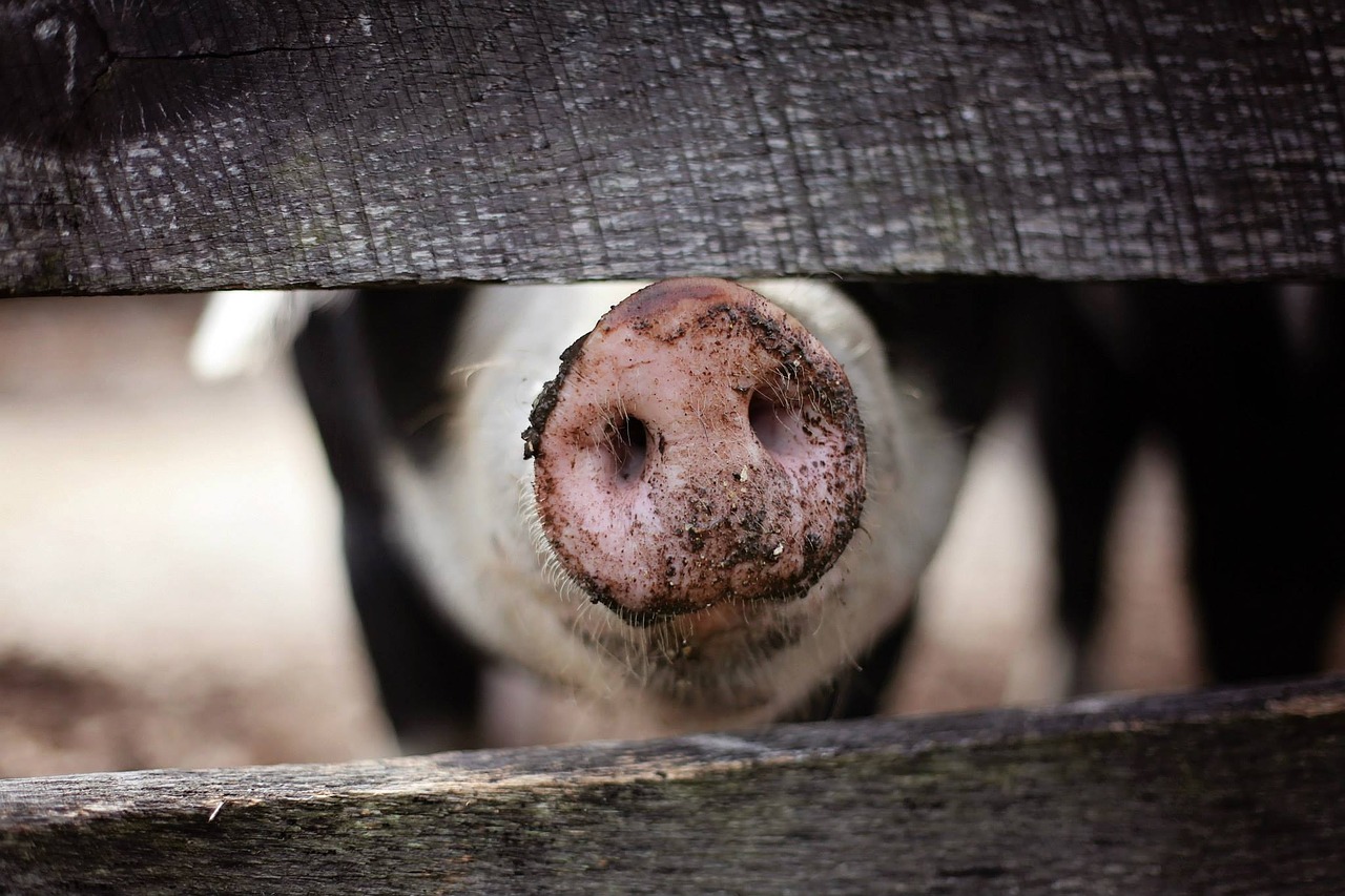 Filipines sacrifica 3.000 porcs més i Corea del Sud reforça els seus controls per la PPA