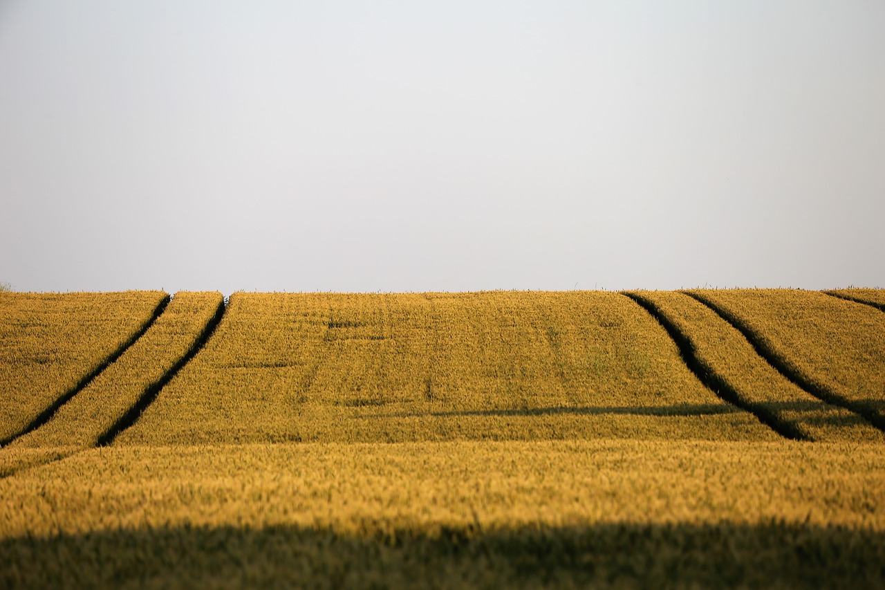 EEUU confirma una subida del 5% de la cosecha mundial de trigo