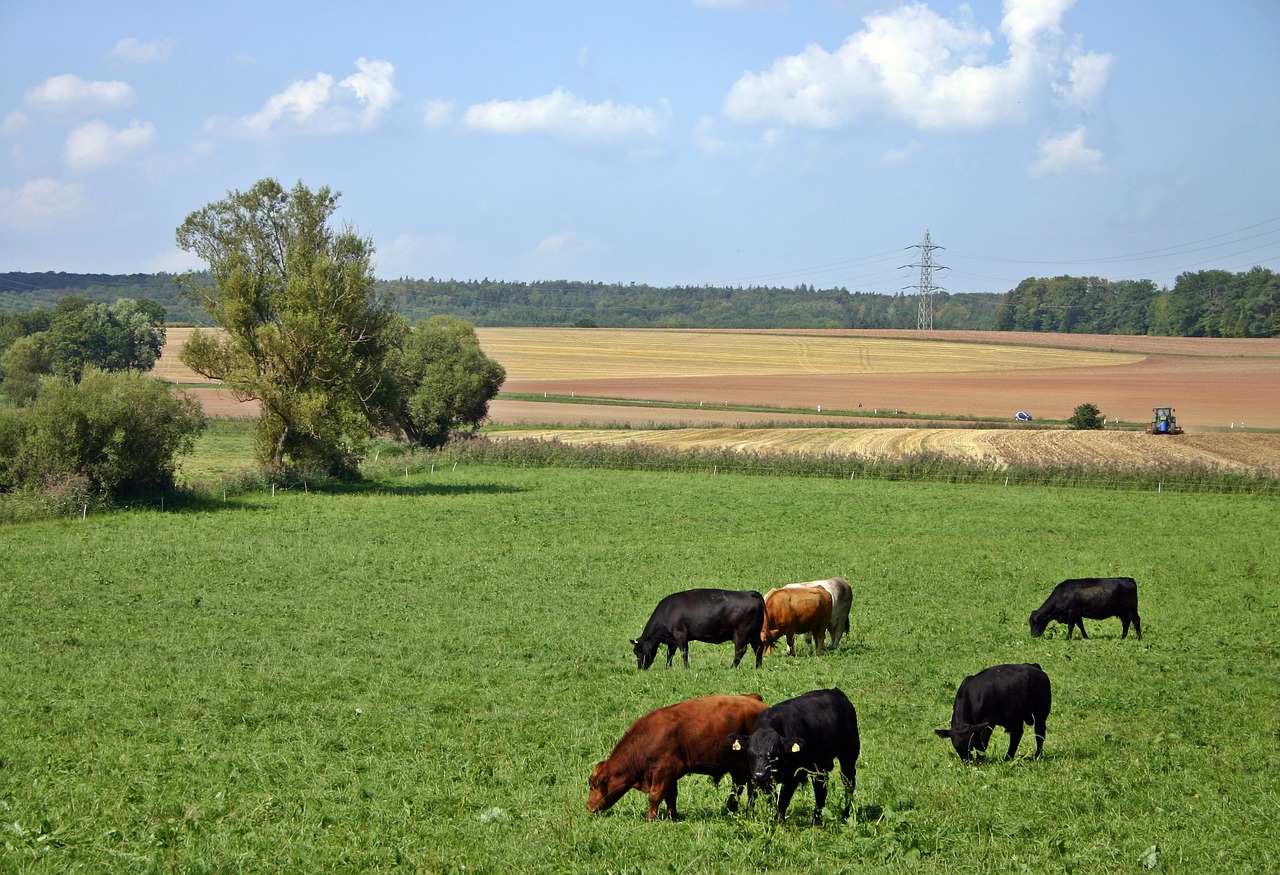 La Renta Agraria de 2019 se sitúa en 26.179,6 millones de euros, un 8,6% por debajo de 2018