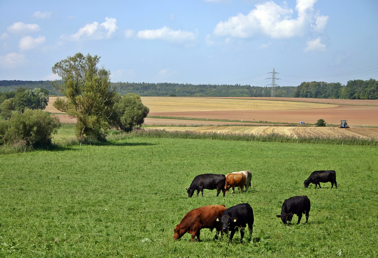 La Renda Agrària de 2019 se situa en 26.179,6 milions d'euros, un 8,6% per sota de 2018