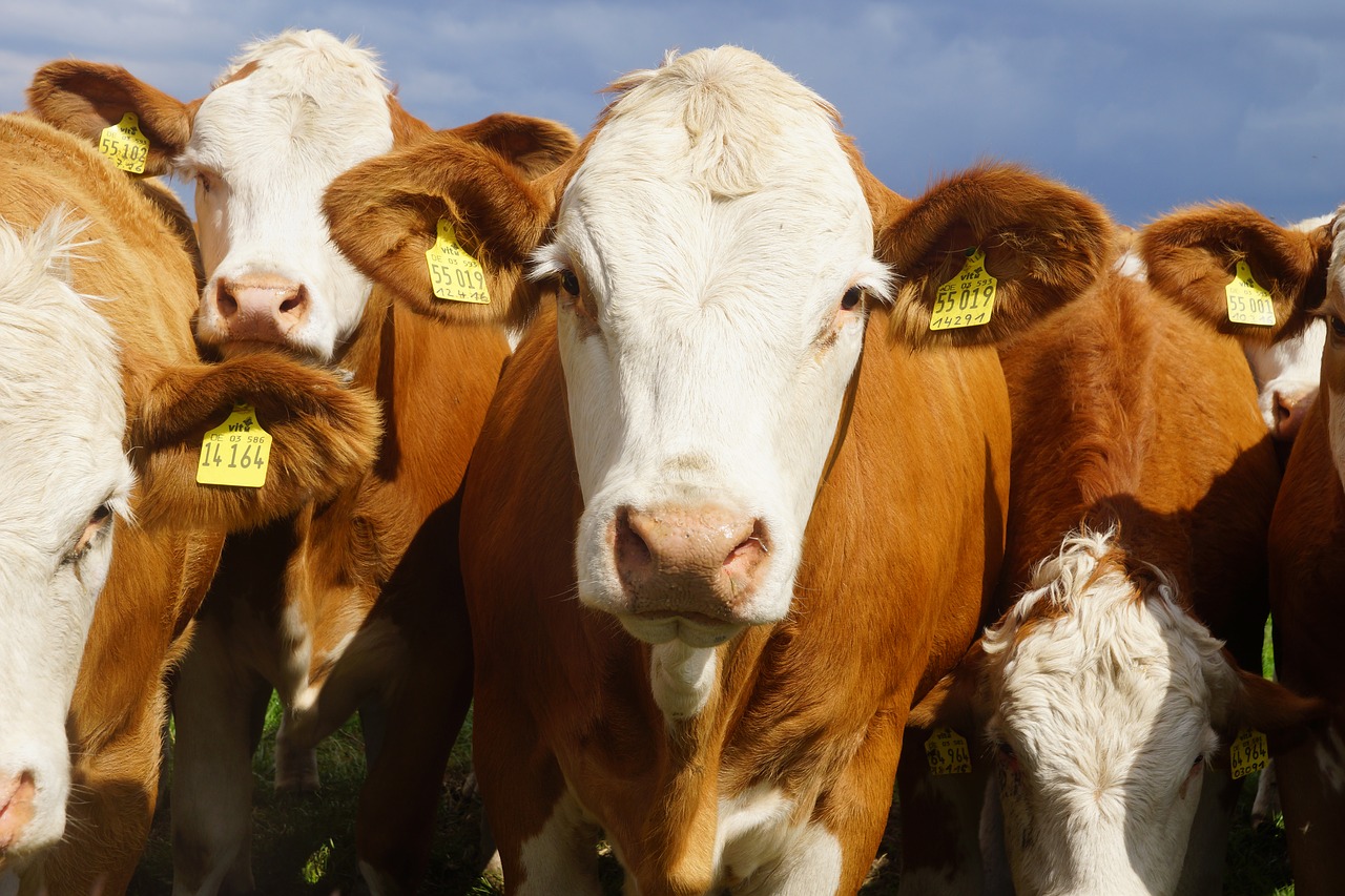 Paraguai vacunarà 14 milions de caps de bestiar contra la febre aftosa