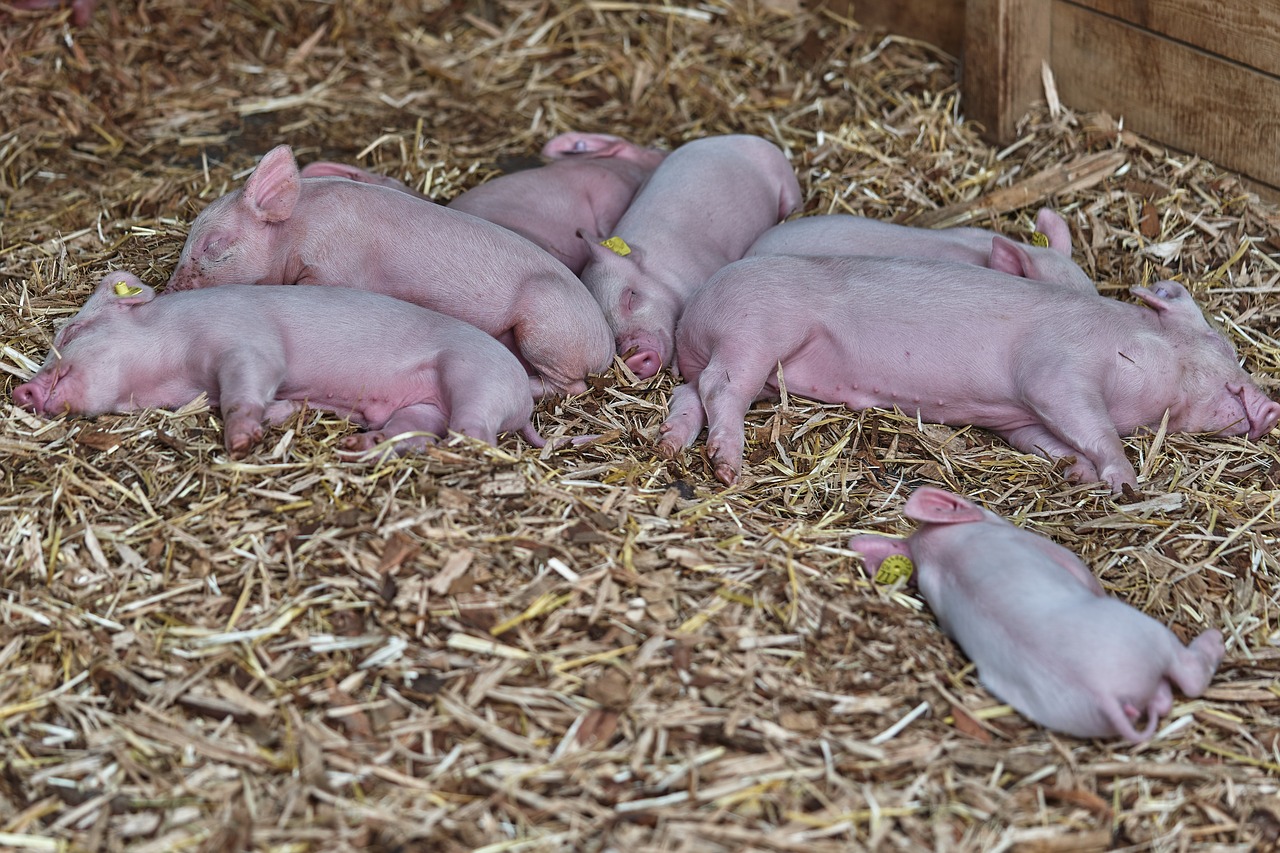 França prohibirà la castració sense anestèsia dels porcs
