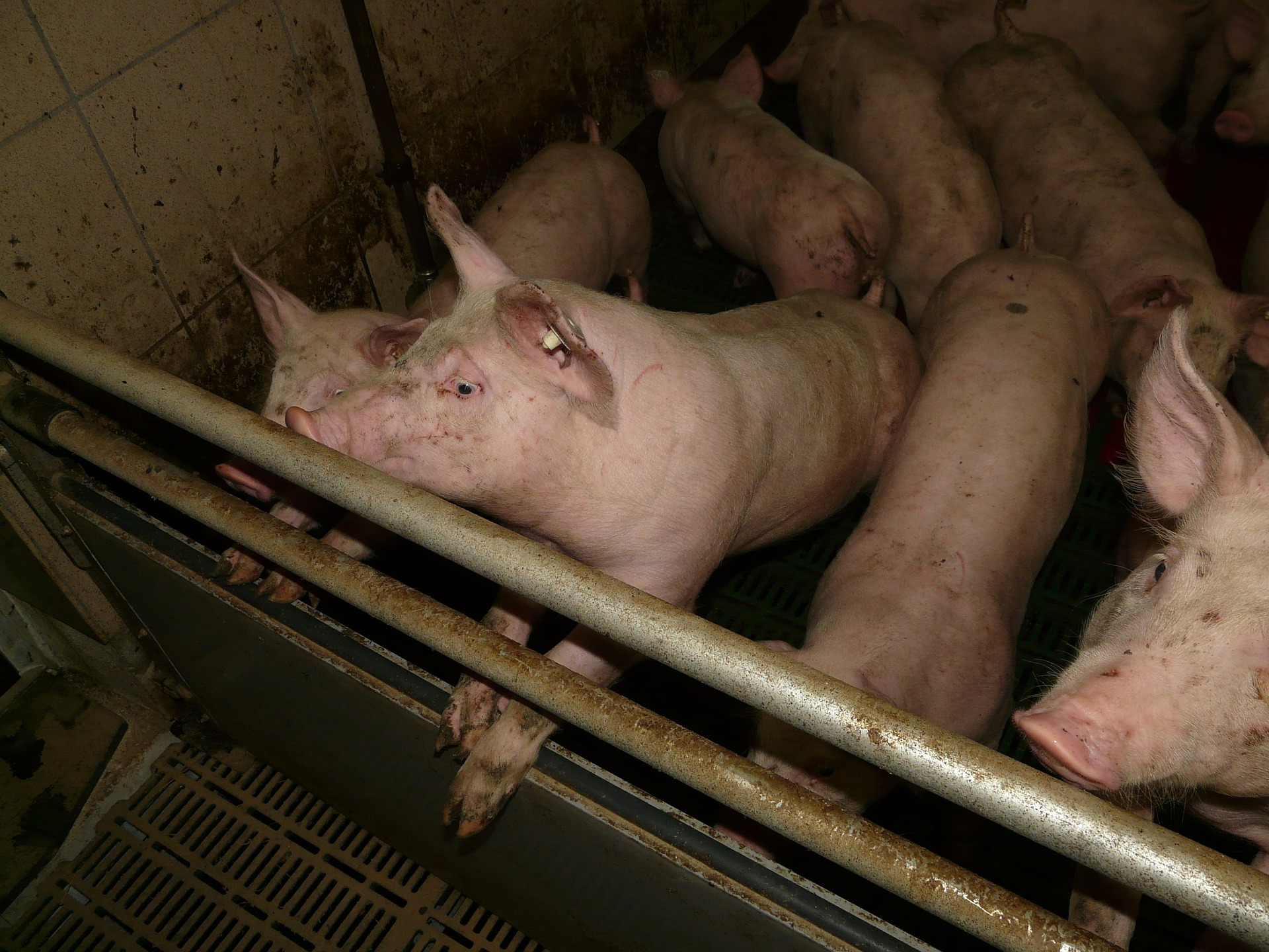 Romania sacrifica 25.000 porcs per un brot de PPA
