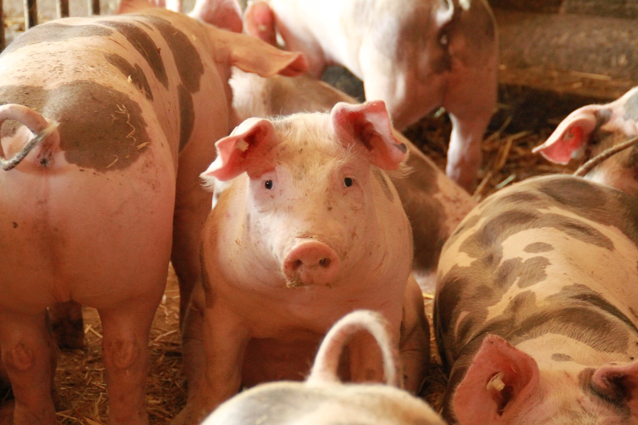 China mató un 38% menos de cerdos en enero