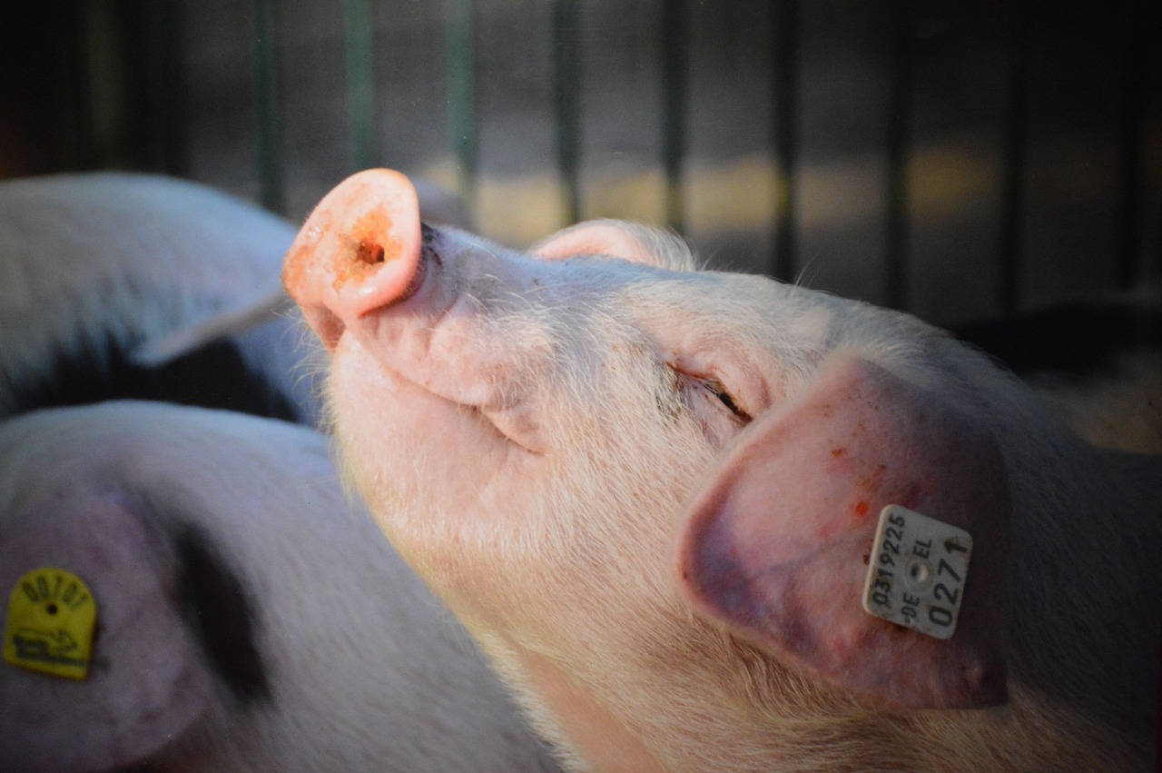Actualizada la normativa sobre ordenación de las granjas de porcino