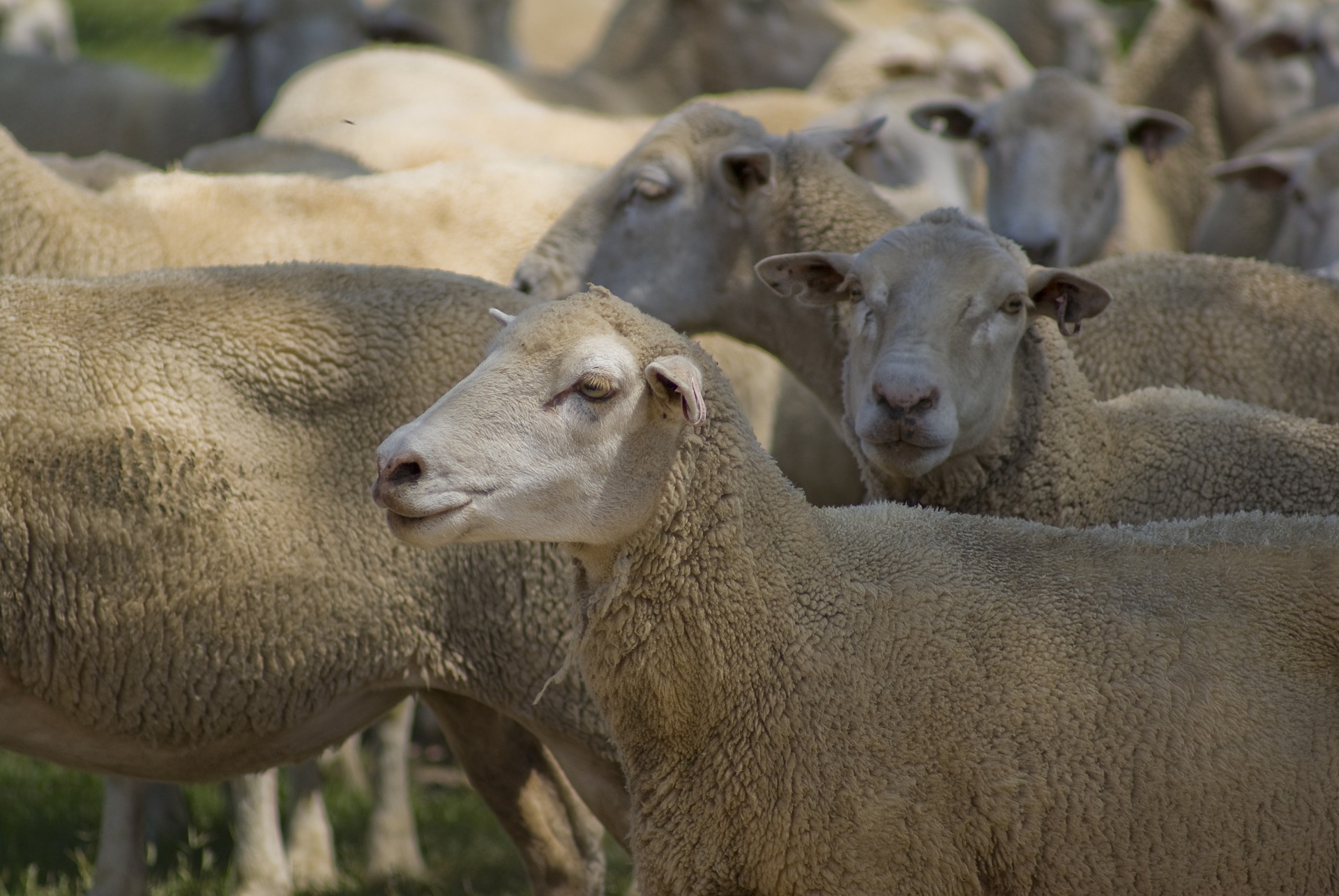 El ovino-caprino de Anafric analiza el futuro del sector