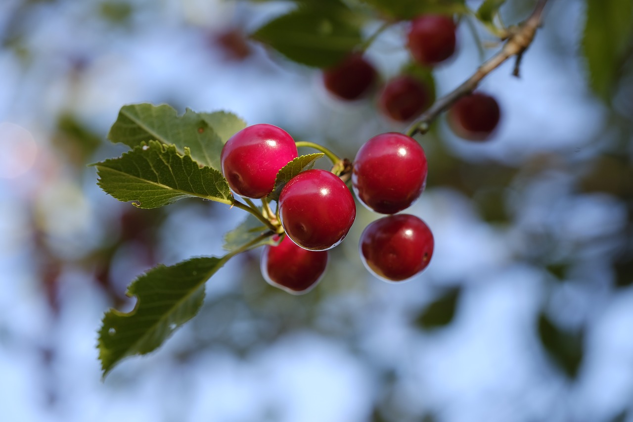 Afrucat busca entre 35.000 y 40.000 trabajadores para la campaña de la fruta