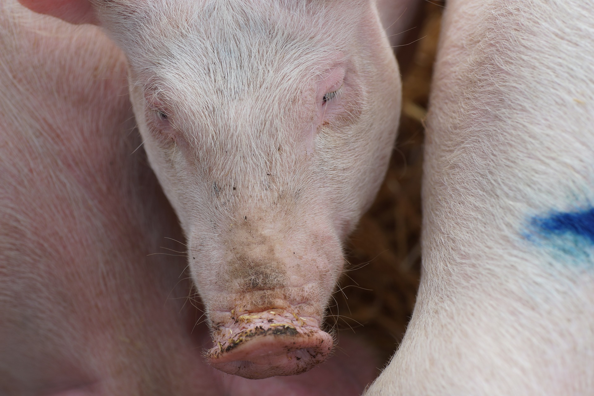 "El porcí en els temps del coronavirus"