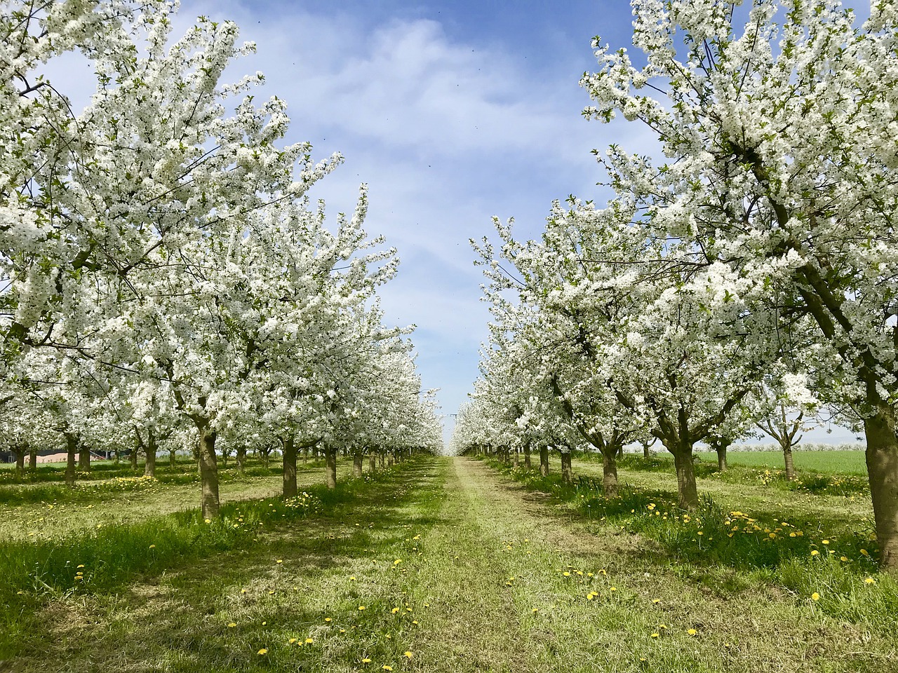 Productores de fruta alertan de que si se cierran fronteras faltarán temporeros