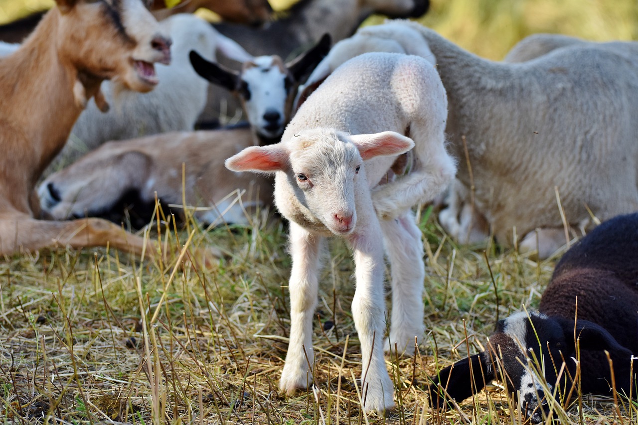 Agricultura destinará 10 millones de euros al sector ovino y caprino