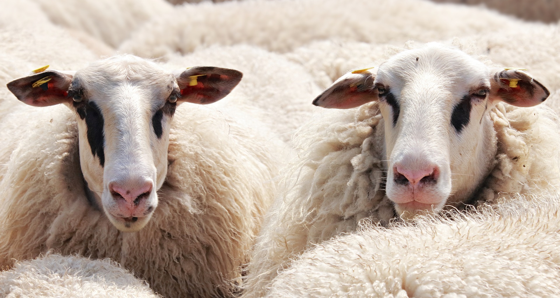 El ovino y el caprino tendrán ayudas directas de hasta 30 euros por animal 