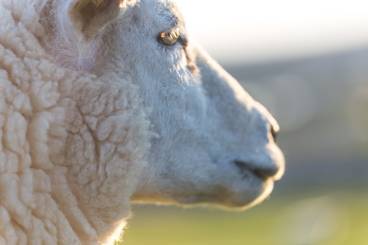 Fecic propone medidas para hacer frente a la crisis del sector ovino