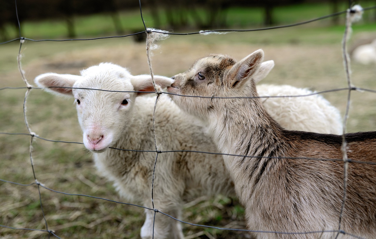 Aprobada la ayuda de 10 millones de euros para el ovino y el caprino