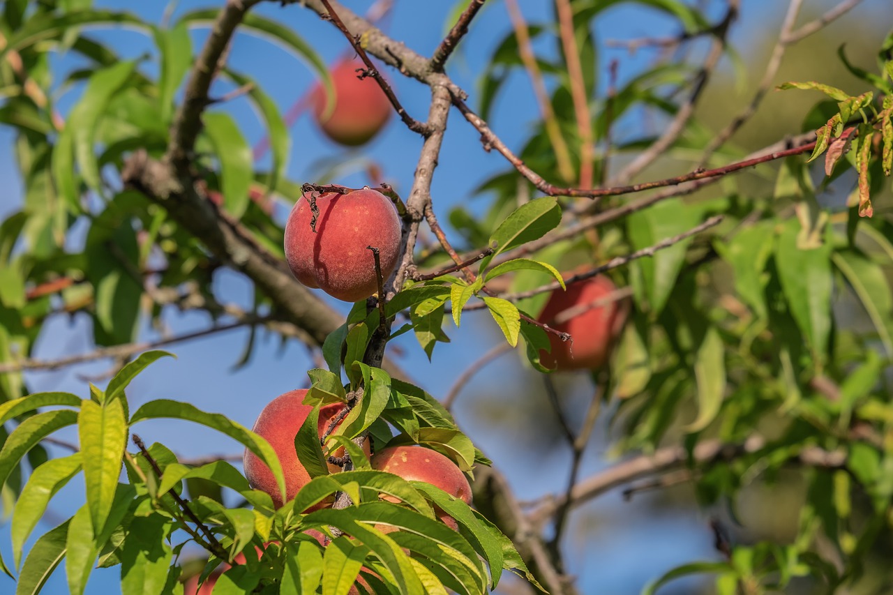 España producirá un 15% menos de fruta de hueso