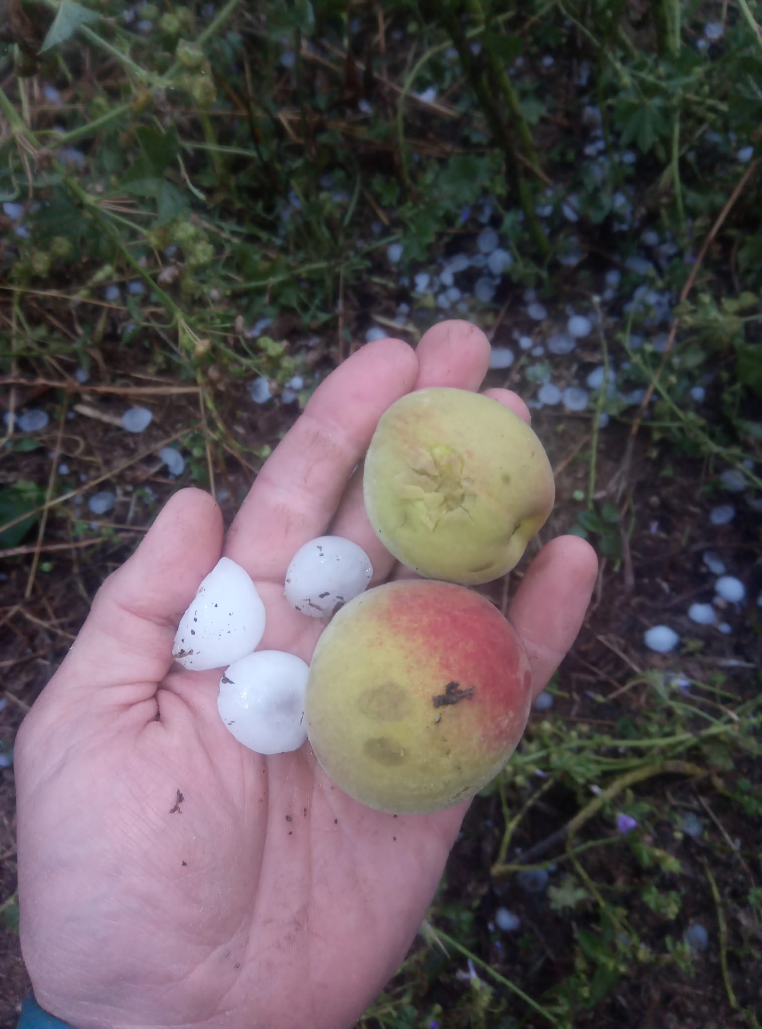 La pedra provoca danys del 100% en alguns cultius de fruita de Lleida