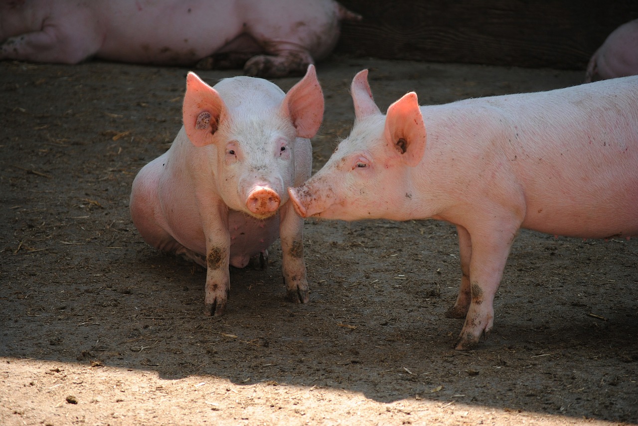 El 45% de las industrias del sector porcino se ubican en municipios de menos de 5.000 habitantes