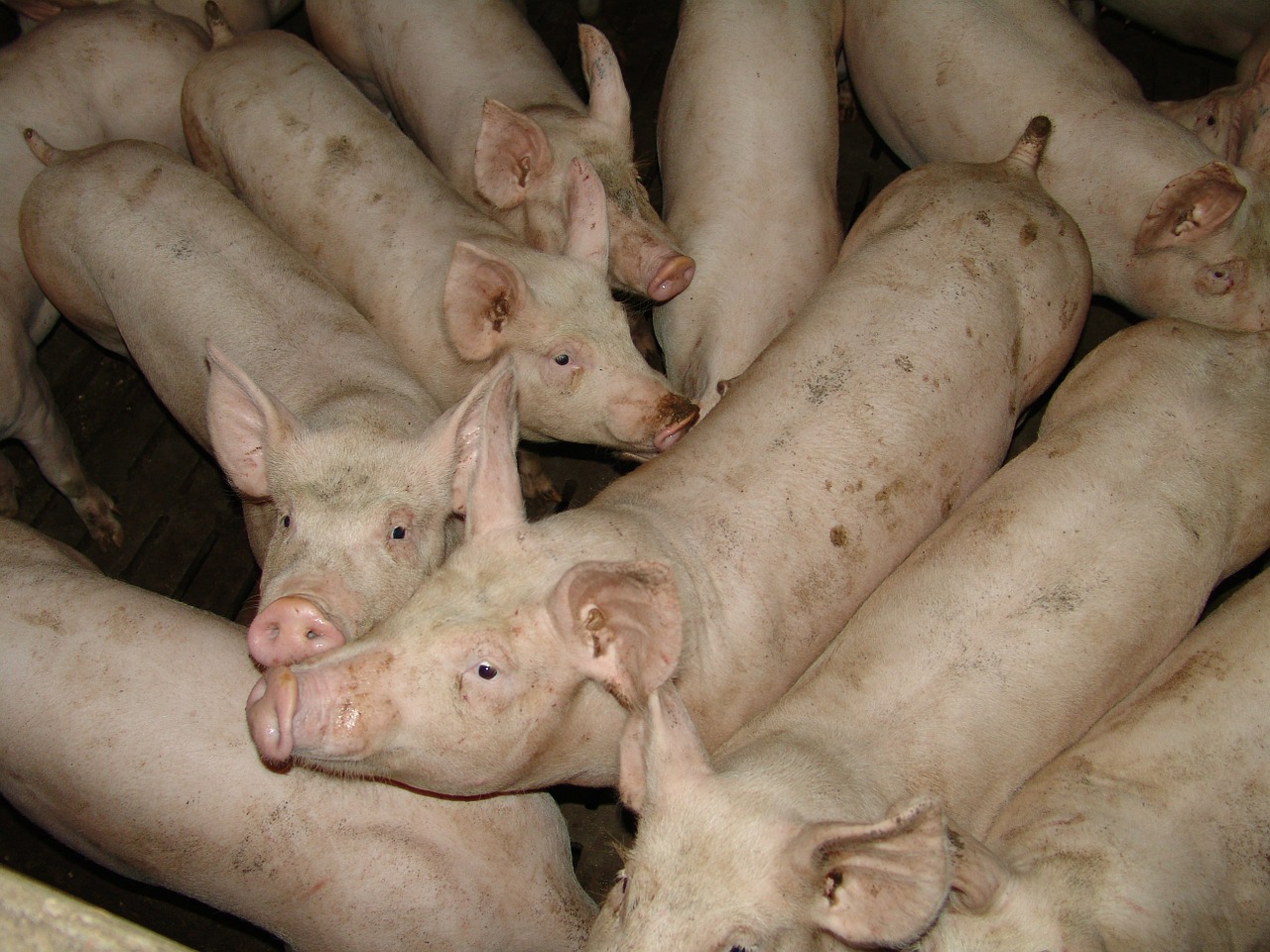 La patronal cárnica alerta del riesgo de depender de las exportaciones de porcino a China