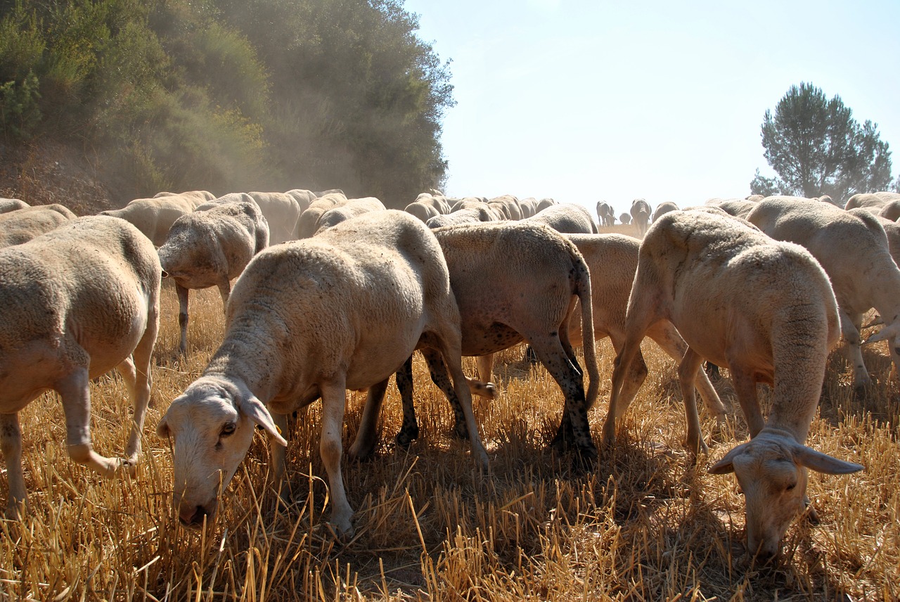 La producció de carn d'oví baixa un 2,5% al març