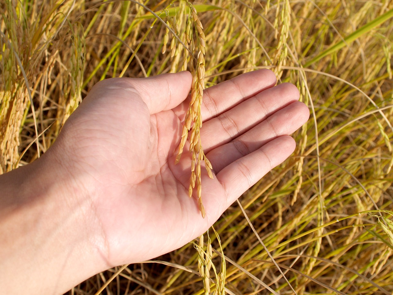 Cooperativas prevé una cosecha de 26,7 millones de toneladas de cereal con excelentes rendimientos