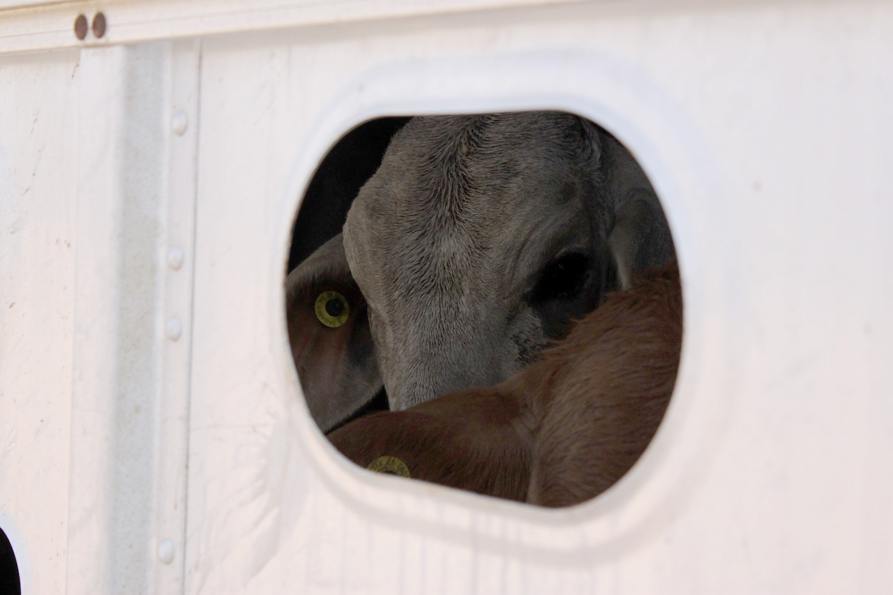 La temperatura en los transportes de animales vivos estará controlada durante el verano