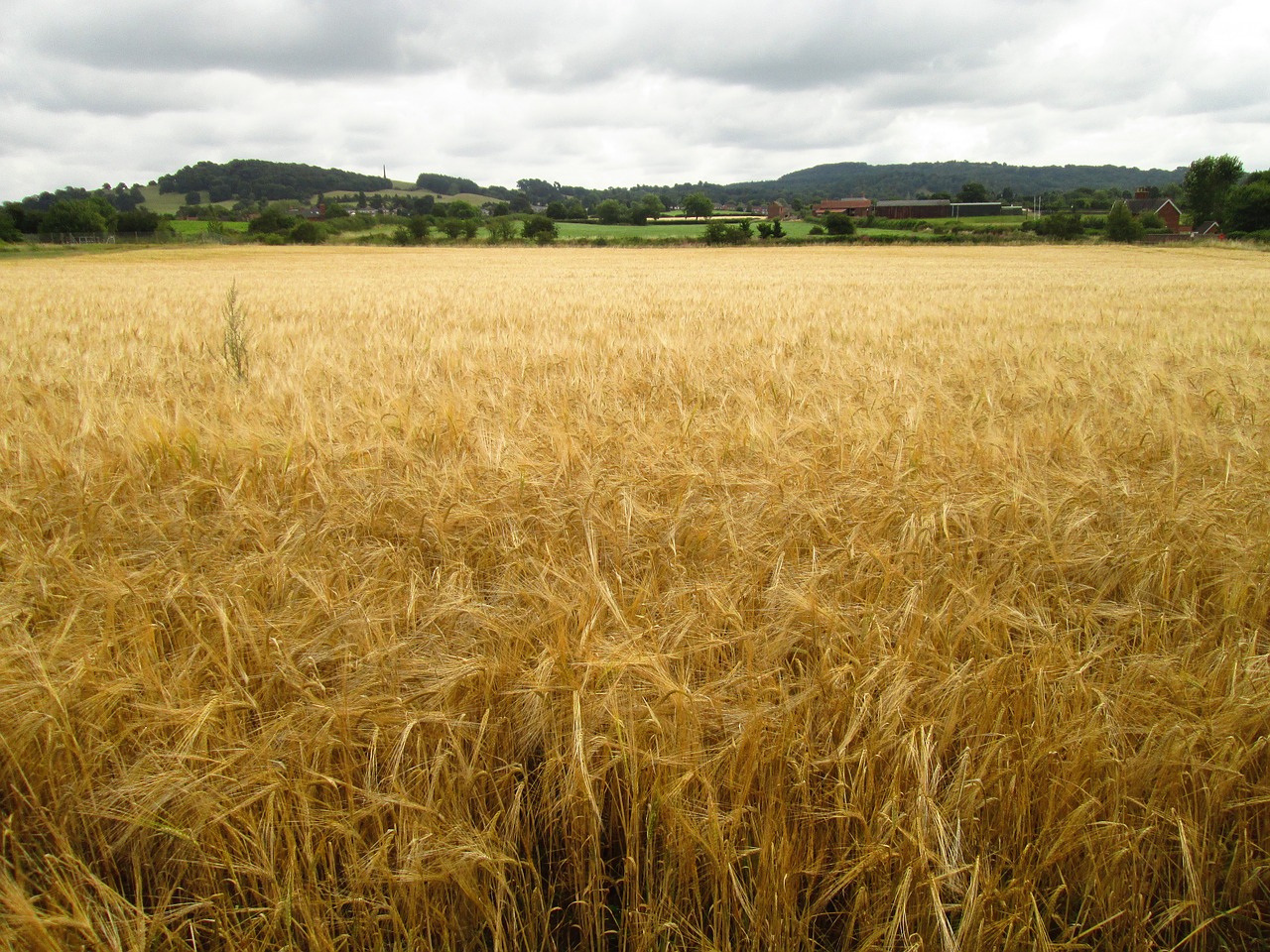 La producció mundial de cereals creixerà gairebé un 2,4% en la campanya 2020/21